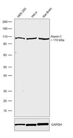 Ataxin 1 Antibody in Western Blot (WB)