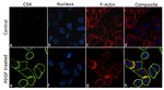 CSK Antibody