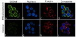 TIM-1 Antibody in Immunocytochemistry (ICC/IF)