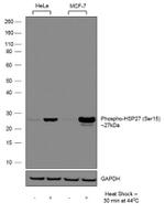 Phospho-HSP27 (Ser15) Antibody