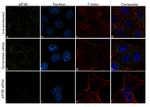 eIF4B Antibody in Immunocytochemistry (ICC/IF)