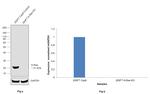 K-Ras Antibody in Western Blot (WB)