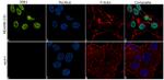 ZEB1 Antibody in Immunocytochemistry (ICC/IF)