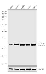 TRADD Antibody in Western Blot (WB)