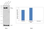 PIK3CB Antibody in Western Blot (WB)