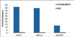 SIRT1 Antibody