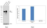 MBD1 Antibody in Western Blot (WB)