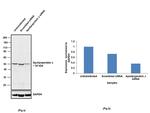 Apolipoprotein J Antibody