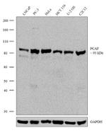 PCAF Antibody in Western Blot (WB)