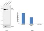 JMJD2C Antibody in Western Blot (WB)