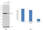 PKM2 Antibody in Western Blot (WB)