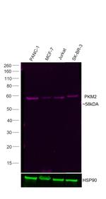 PKM2 Antibody in Western Blot (WB)