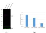 PKM2 Antibody in Western Blot (WB)