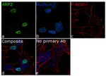 Arp2 Antibody in Immunocytochemistry (ICC/IF)