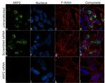 Arp2 Antibody