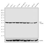 Arp2 Antibody in Western Blot (WB)