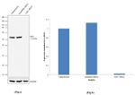 CHK1 Antibody in Western Blot (WB)