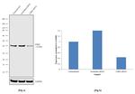 CDK9 Antibody in Western Blot (WB)