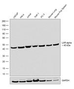 LXR alpha Antibody in Western Blot (WB)