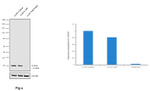 N-Ras Antibody in Western Blot (WB)