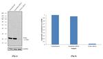 N-Ras Antibody in Western Blot (WB)