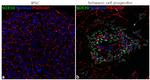 SOX10 Antibody in Immunocytochemistry (ICC/IF)