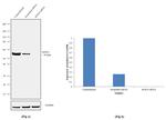 SOX10 Antibody