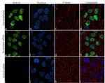 SOX10 Antibody in Immunocytochemistry (ICC/IF)