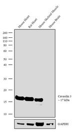 Caveolin 3 Antibody in Western Blot (WB)