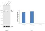 USP5 Antibody in Western Blot (WB)