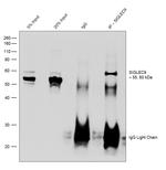 SIGLEC9 Antibody in Immunoprecipitation (IP)