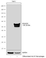 SIGLEC9 Antibody in Western Blot (WB)