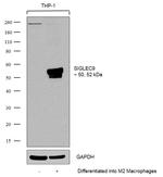 SIGLEC9 Antibody in Western Blot (WB)