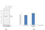 NLRP3 Antibody in Western Blot (WB)