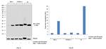 H3K18cr Antibody in Western Blot (WB)