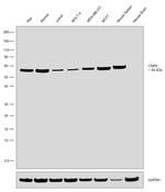 CNR2 Antibody in Western Blot (WB)