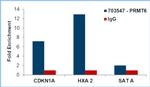 PRMT6 Antibody in ChIP Assay (ChIP)