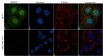 PRMT6 Antibody in Immunocytochemistry (ICC/IF)