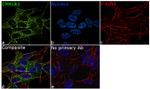 CMKLR1 Antibody in Immunocytochemistry (ICC/IF)