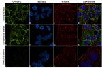 CMKLR1 Antibody in Immunocytochemistry (ICC/IF)