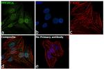 PPP2R1A Antibody in Immunocytochemistry (ICC/IF)