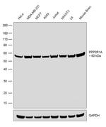 PPP2R1A Antibody in Western Blot (WB)