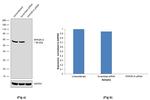 PPP2R1A Antibody