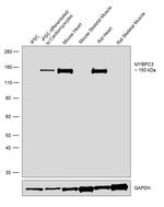 MYBPC3 Antibody