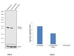 CNPase Antibody