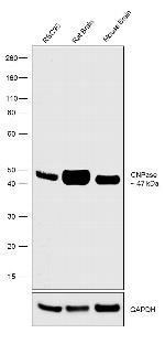 CNPase Antibody in Western Blot (WB)