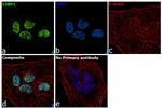 53BP1 Antibody in Immunocytochemistry (ICC/IF)