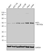 HAT1 Antibody in Western Blot (WB)