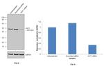 HAT1 Antibody in Western Blot (WB)