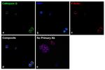 Cathepsin G Antibody in Immunocytochemistry (ICC/IF)